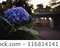 Hydrangea at dusk 116814141