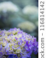 Blue hydrangea 116814142