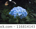 Blue hydrangea 116814143