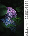 Purple and blue hydrangea 116814144