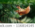 Cicada shell 116814145