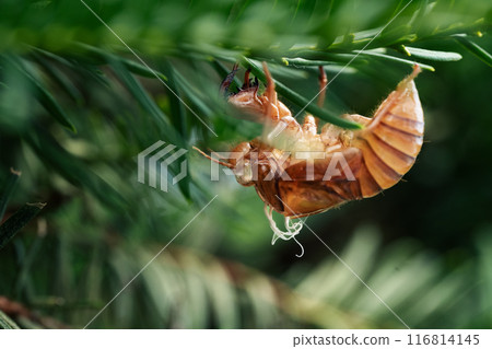 Cicada shell Cicada shell 116814145