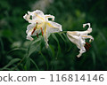  Wild lily 116814146