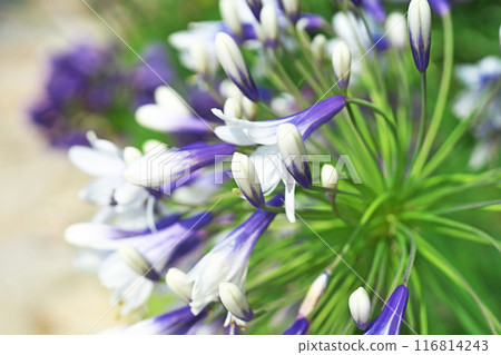 白色和藍色的愛情花（夏季，七月） 116814243