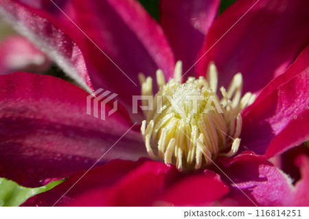 Stamens and water droplets of Clematis "Queen Sanuki". The flower language is "beauty of the spirit," "traveler's joy," and "sweet bondage." 116814251