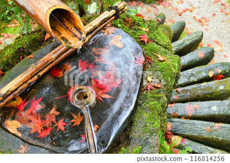 Ohara Hosen-in Temple: Beautiful autumn foliage at Ho-rakuen (Sakyo Ward, Kyoto City) 116814256