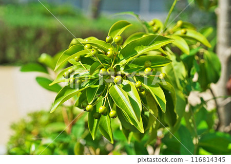 綠色 soyogo 水果（夏季，七月） 116814345