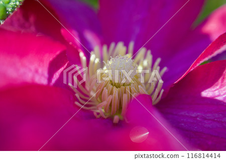 Stamens and droplets of Clematis "Queen Sanuki". The flower language is "beauty of the spirit," "traveler's joy," and "sweet bondage." Stamens and droplets of Clematis "Queen Sanuki". The flower language is "beauty of the spirit," "traveler's joy," and "sweet bondage." 116814414