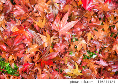 Ohara Hosen-in Temple: Beautiful autumn leaves at Horakuen (Sakyo Ward, Kyoto City) 116814424