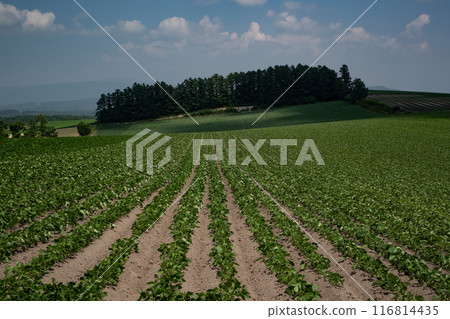 Land of bean fields 116814435