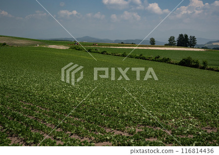 Land of bean fields 116814436
