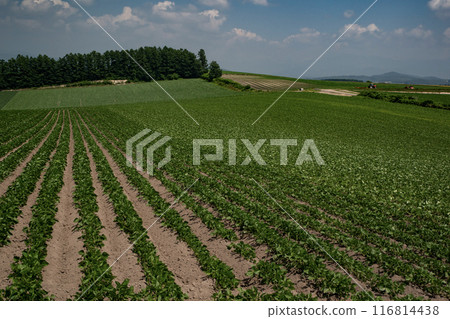 Land of bean fields 116814438