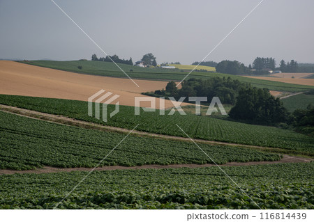 Land of bean fields Land of bean fields 116814439
