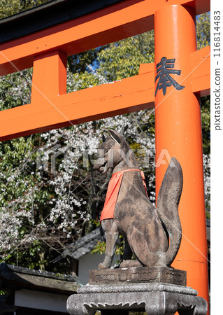 Fushimi-Inari Taisha  116814483