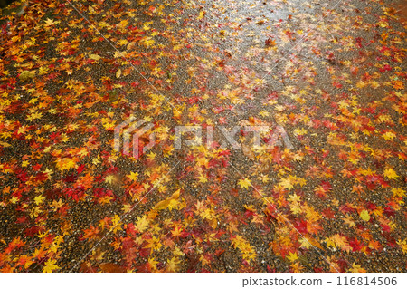 秋色散步道（打槻公園） 116814506