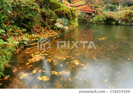 Autumn-colored walking path (Utsubuki Park) Autumn-colored walking path (Utsubuki Park) 116814509