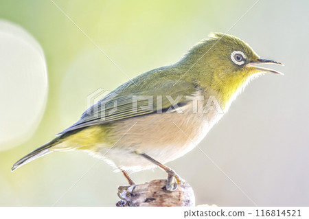 白眼鳥棲息在樹上鳴叫 白眼鳥棲息在樹上鳴叫 116814521