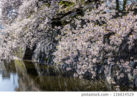 Toyama castle and cherry blossoms 116814529