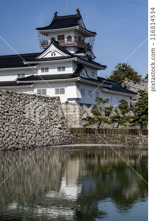 Toyama castle and cherry blossoms 116814534