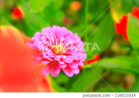 Beautiful pink zinnia in bloom 116815034