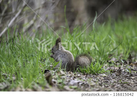 A Hokkaido squirrel eating nuts amid the fresh greenery 116815042