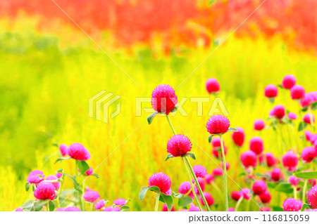 The reddish purple amaranths are in full bloom The reddish purple amaranths are in full bloom 116815059