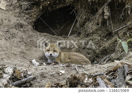 A baby red fox is looking at us with interest. A baby red fox is looking at us with interest. 116815069