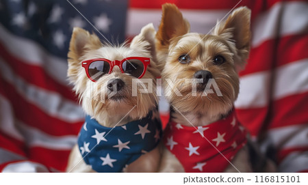 Cute doggies wear festive clothes in american flag colors. Independence Day or flag day Cute doggies wear festive clothes in american flag colors. Independence Day or flag day 116815101