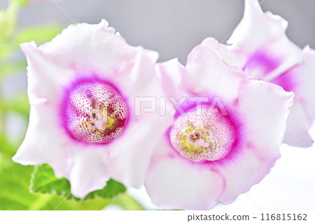 Groxinia Groxinia 116815162