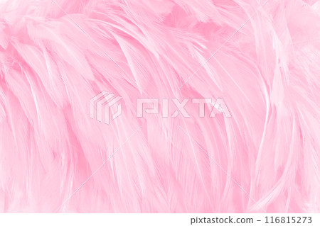 Beautiful soft pink bird feathers pattern texture background. Beautiful soft pink bird feathers pattern texture background. 116815273