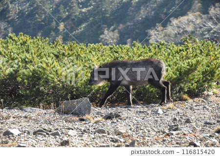 日本血統 116815420