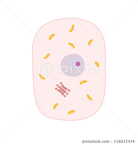 動物細胞的產生 116815434