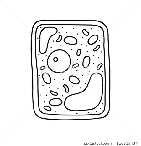 植物細胞的結構與線圖 植物細胞的結構與線圖 116815437