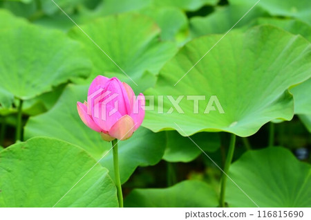 Goro沼澤古老蓮花 Goro沼澤古老蓮花 116815690