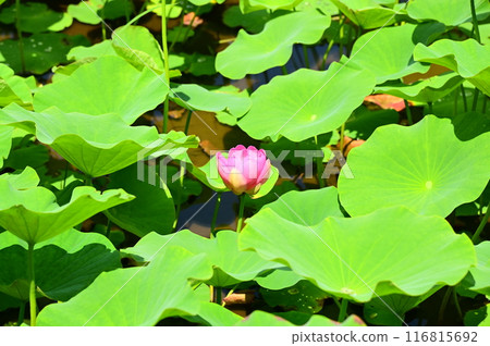 Ancient lotus of Goro Swamp Ancient lotus of Goro Swamp 116815692