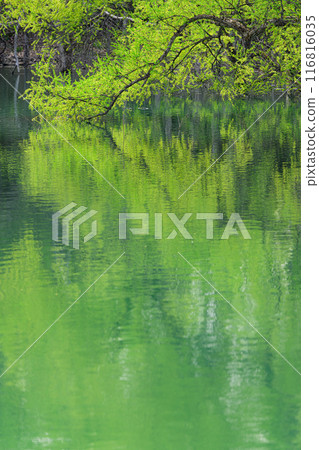 Submerged forest of Shirakawa lake 116816035