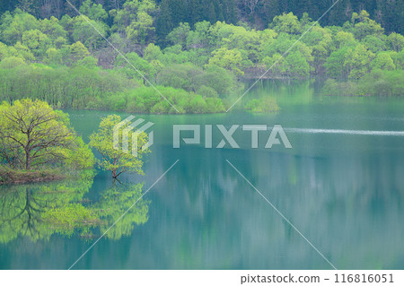 Submerged forest of Shirakawa lake 116816051