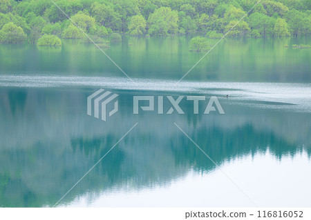 Submerged forest of Shirakawa lake 116816052