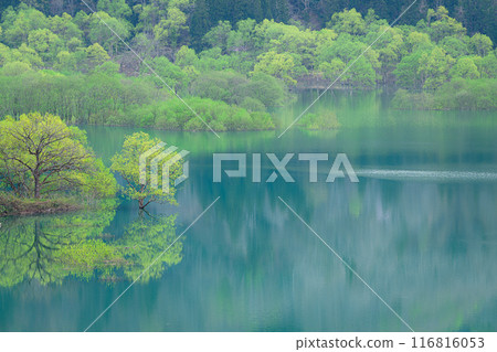 Submerged forest of Shirakawa lake 116816053