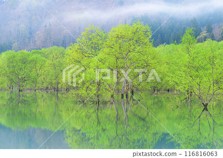 Submerged forest of Shirakawa lake 116816063