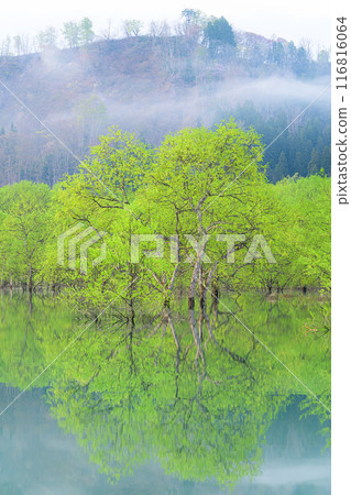 Submerged forest of Shirakawa lake Submerged forest of Shirakawa lake 116816064