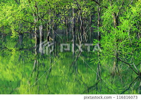 Submerged forest of Shirakawa lake 116816073