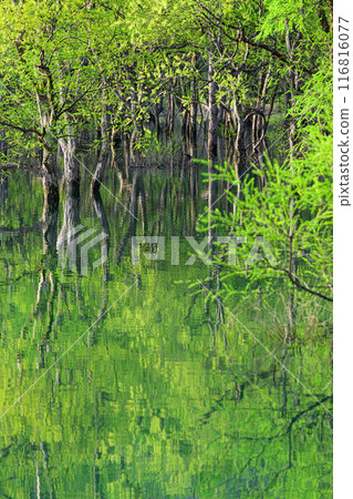 Submerged forest of Shirakawa lake 116816077