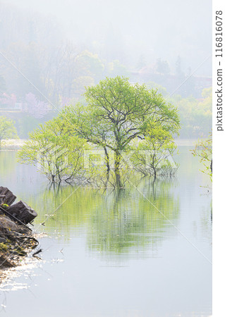 Submerged forest of Shirakawa lake 116816078