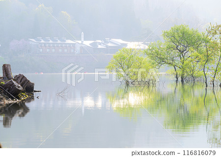 白川湖被淹沒的森林 116816079