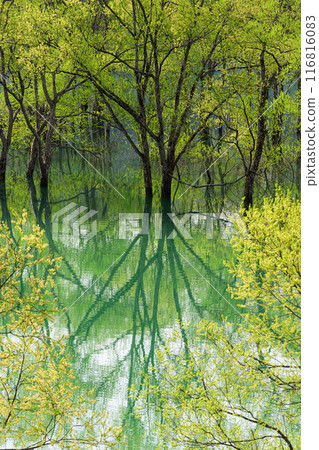 Submerged forest of Shirakawa lake 116816083