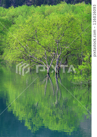 Submerged forest of Shirakawa lake 116816093