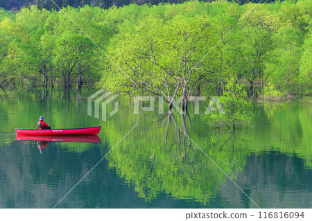 Submerged forest of Shirakawa lake Submerged forest of Shirakawa lake 116816094