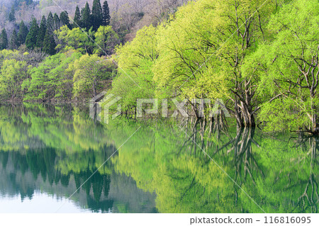 Submerged forest of Shirakawa lake 116816095