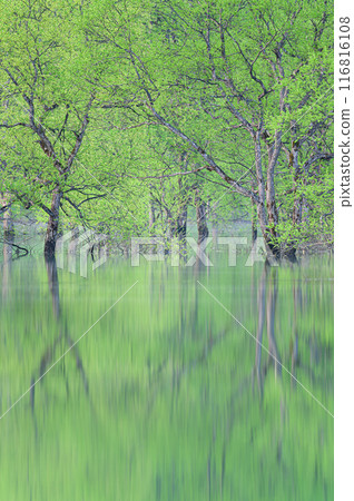 Submerged forest of Shirakawa lake Submerged forest of Shirakawa lake 116816108